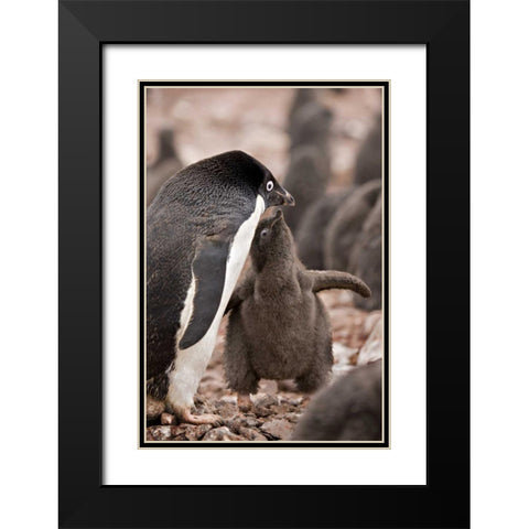 Antarctica, Adelie penguin chick begs for food Black Modern Wood Framed Art Print with Double Matting by Grall, Don