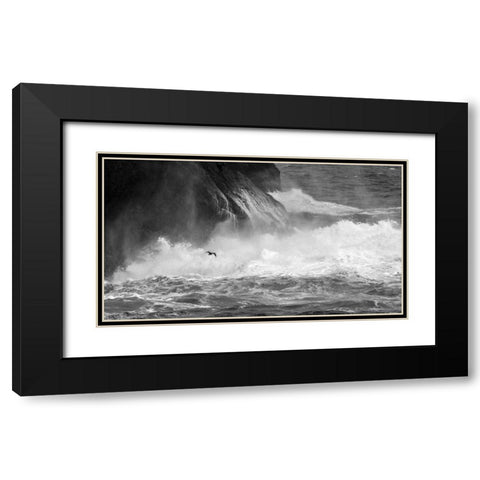 Antarctica Cormorant flying over frothing sea Black Modern Wood Framed Art Print with Double Matting by Young, Bill