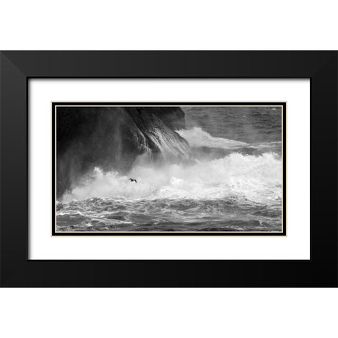 Antarctica Cormorant flying over frothing sea Black Modern Wood Framed Art Print with Double Matting by Young, Bill