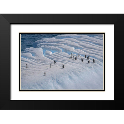 Antarctica-South Georgia Island-Coopers Bay Penguins on iceberg  Black Modern Wood Framed Art Print with Double Matting by Jaynes Gallery
