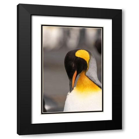 Antarctica-South Georgia Island-Right Whale Bay King penguin preening  Black Modern Wood Framed Art Print with Double Matting by Jaynes Gallery