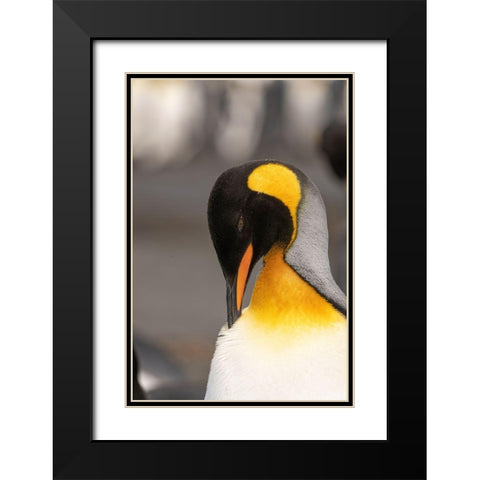 Antarctica-South Georgia Island-Right Whale Bay King penguin preening  Black Modern Wood Framed Art Print with Double Matting by Jaynes Gallery