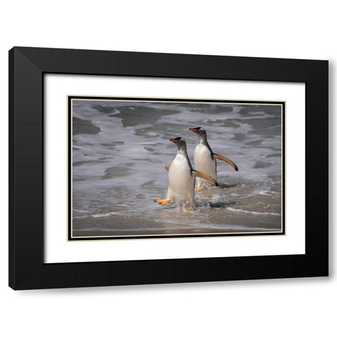 Falkland Islands-Grave Cove Gentoo penguins returning from ocean  Black Modern Wood Framed Art Print with Double Matting by Jaynes Gallery