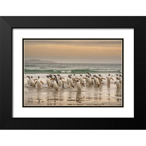 Falkland Islands-Grave Cove Gentoo penguins walking in surf at sunset  Black Modern Wood Framed Art Print with Double Matting by Jaynes Gallery