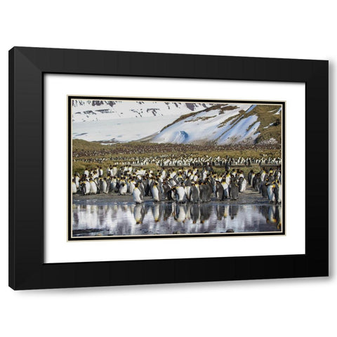 Antarctica-South Georgia Island-Salisbury Plain King penguins on beach  Black Modern Wood Framed Art Print with Double Matting by Jaynes Gallery