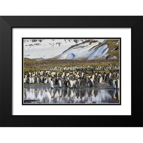 Antarctica-South Georgia Island-Salisbury Plain King penguins on beach  Black Modern Wood Framed Art Print with Double Matting by Jaynes Gallery