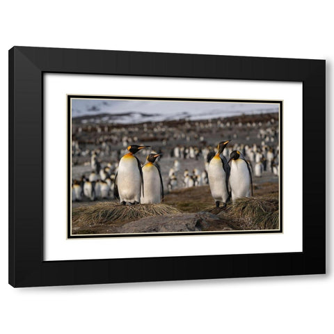 Antarctica-South Georgia Island-St Andrews Bay King penguins at their nests  Black Modern Wood Framed Art Print with Double Matting by Jaynes Gallery