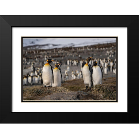 Antarctica-South Georgia Island-St Andrews Bay King penguins at their nests  Black Modern Wood Framed Art Print with Double Matting by Jaynes Gallery