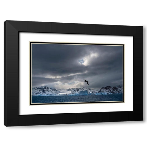 Antarctica-South Georgia Island Stormy sunset on glacier and flying bird  Black Modern Wood Framed Art Print with Double Matting by Jaynes Gallery