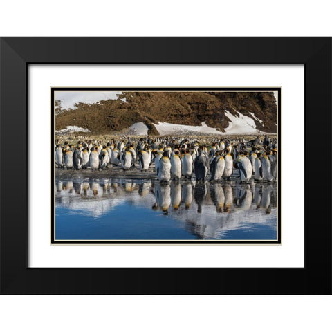 Antarctica-South Georgia Island-Salisbury Plain King penguins reflect in meltwater pond  Black Modern Wood Framed Art Print with Double Matting by Jaynes Gallery
