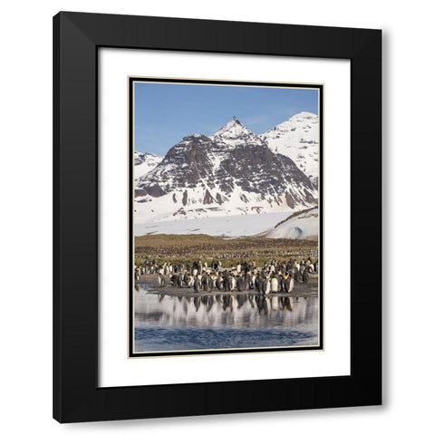 Antarctica-South Georgia Island-Salisbury Plain King penguins on beach  Black Modern Wood Framed Art Print with Double Matting by Jaynes Gallery