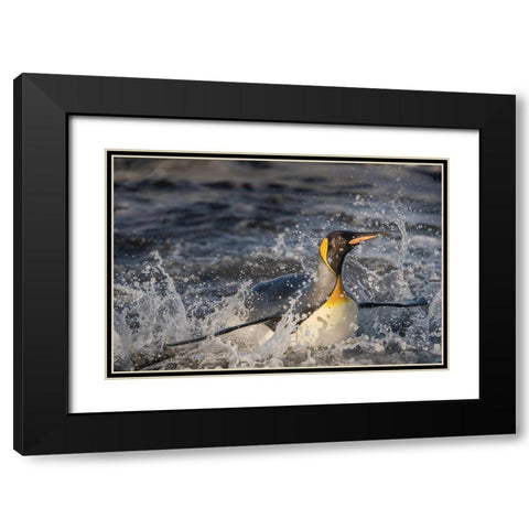 Antarctica-South Georgia Island-Salisbury Plain King penguin emerging from surf  Black Modern Wood Framed Art Print with Double Matting by Jaynes Gallery