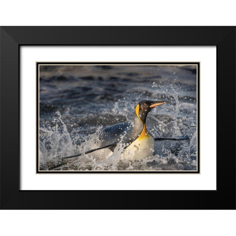 Antarctica-South Georgia Island-Salisbury Plain King penguin emerging from surf  Black Modern Wood Framed Art Print with Double Matting by Jaynes Gallery