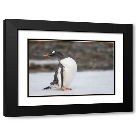 Antarctica-South Georgia Island-Stromness Bay Gentoo penguin close-up  Black Modern Wood Framed Art Print with Double Matting by Jaynes Gallery