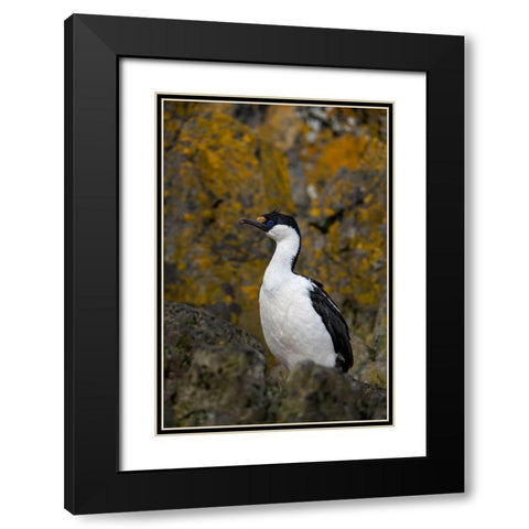 Antarctica-South Georgia Island-Undine Harbor North Antarctic blue-eyed shag close-up  Black Modern Wood Framed Art Print with Double Matting by Jaynes Gallery
