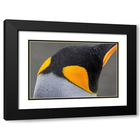 South Georgia-Gold Harbour aka Gold Harbor Detail of raindrops on King penguin feathers Black Modern Wood Framed Art Print with Double Matting by Hopkins, Cindy Miller