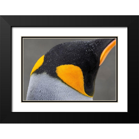 South Georgia-Gold Harbour aka Gold Harbor Detail of raindrops on King penguin feathers Black Modern Wood Framed Art Print with Double Matting by Hopkins, Cindy Miller