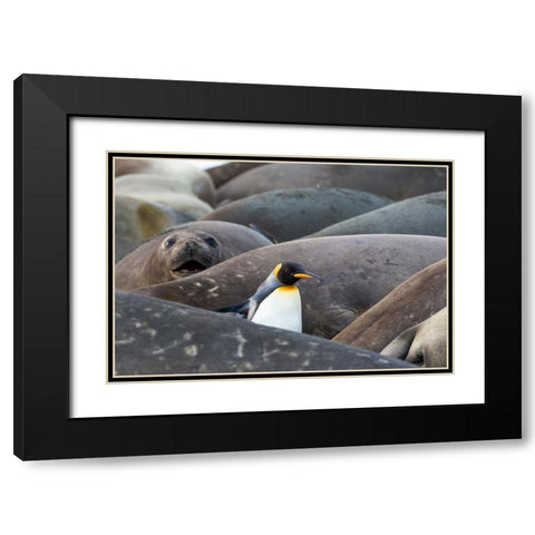 Southern Ocean-South Georgia-A king penguin-elephant seals lying on the beach Black Modern Wood Framed Art Print with Double Matting by Goff, Ellen B.
