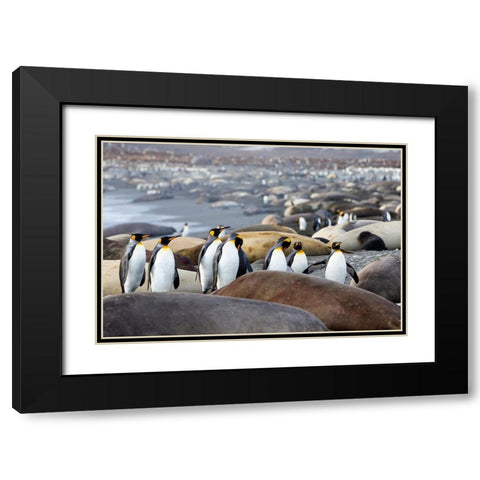 Southern Ocean-South Georgia-A group of king penguins-elephant seals Black Modern Wood Framed Art Print with Double Matting by Goff, Ellen B.