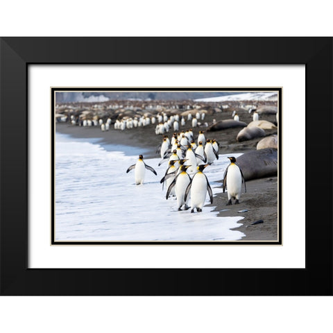 Southern Ocean-South Georgia-king penguin-elephant seals Black Modern Wood Framed Art Print with Double Matting by Goff, Ellen B.