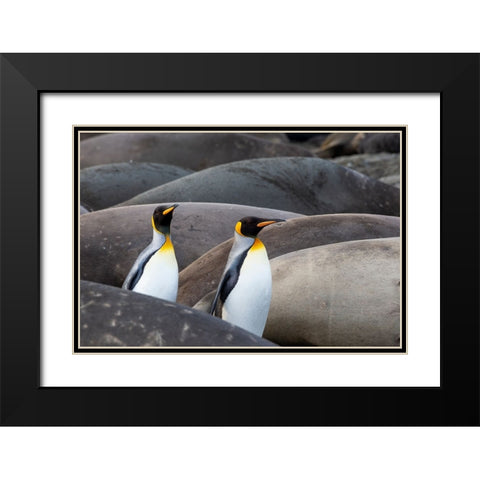 Southern Ocean-South Georgia-King penguins-elephant seals Black Modern Wood Framed Art Print with Double Matting by Goff, Ellen B.