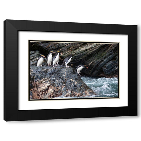 Southern Ocean-South Georgia-Cooper Bay-Macaroni penguins Black Modern Wood Framed Art Print with Double Matting by Goff, Ellen B.
