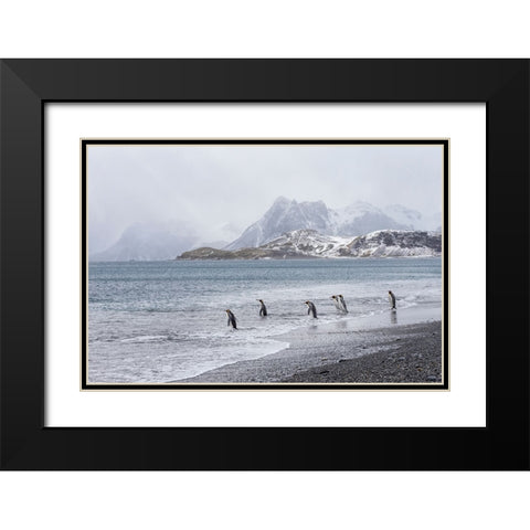 Southern Ocean-South Georgia-Salisbury Plain-penguin Black Modern Wood Framed Art Print with Double Matting by Goff, Ellen B.