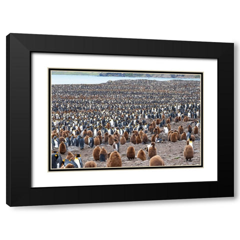 Southern Ocean-South Georgia-St-Andrews Bay- Black Modern Wood Framed Art Print with Double Matting by Goff, Ellen B.