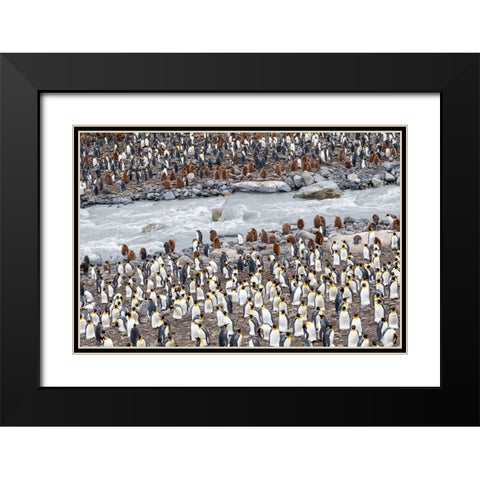 Southern Ocean-South Georgia-St-Andrews Bay-penguins Black Modern Wood Framed Art Print with Double Matting by Goff, Ellen B.