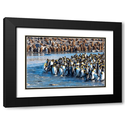 Southern Ocean-South Georgia-St-Andrews Bay-king penguins Black Modern Wood Framed Art Print with Double Matting by Goff, Ellen B.