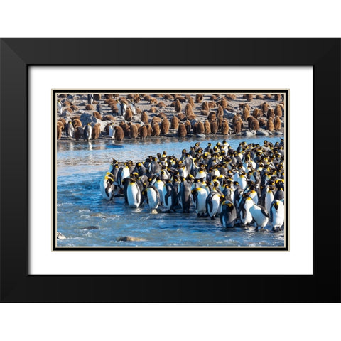 Southern Ocean-South Georgia-St-Andrews Bay-king penguins Black Modern Wood Framed Art Print with Double Matting by Goff, Ellen B.