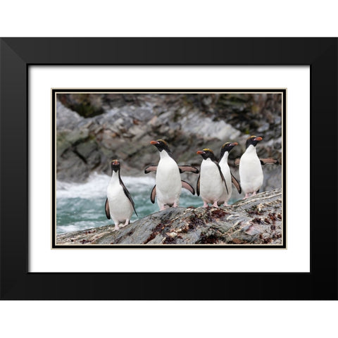 Southern Ocean-South Georgia-Cooper Bay-macaroni penguin Black Modern Wood Framed Art Print with Double Matting by Goff, Ellen B.
