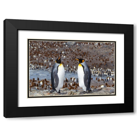 Southern Ocean-South Georgia-adult penguins Black Modern Wood Framed Art Print with Double Matting by Goff, Ellen B.