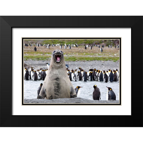 Southern Ocean-South Georgia-southern elephant seal-An elephant seal bull bellows Black Modern Wood Framed Art Print with Double Matting by Goff, Ellen B.