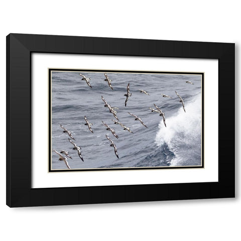 Southern Ocean-South Georgia-cape petrel or pintado-Daption capense-South Georgia Black Modern Wood Framed Art Print with Double Matting by Goff, Ellen B.