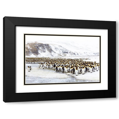 Southern Ocean-South Georgia-Salisbury Plain-Non breeding adults congregate on the icy plains Black Modern Wood Framed Art Print with Double Matting by Goff, Ellen B.