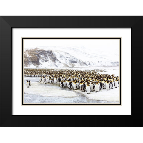 Southern Ocean-South Georgia-Salisbury Plain-Non breeding adults congregate on the icy plains Black Modern Wood Framed Art Print with Double Matting by Goff, Ellen B.
