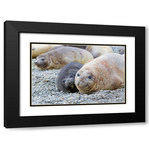Southern Ocean-South Georgia-A female elephant seal and her pup lie together on the beach Black Modern Wood Framed Art Print with Double Matting by Goff, Ellen B.