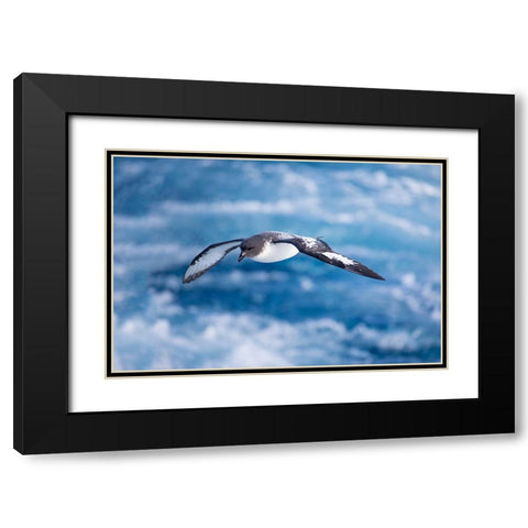 Southern Ocean-South Georgia-cape petrel or pintado-Daption capense Black Modern Wood Framed Art Print with Double Matting by Goff, Ellen B.