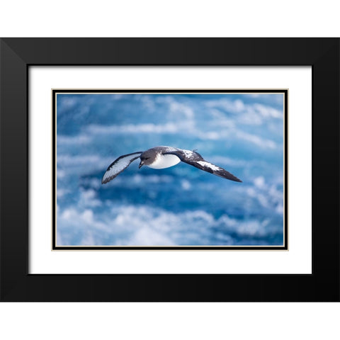 Southern Ocean-South Georgia-cape petrel or pintado-Daption capense Black Modern Wood Framed Art Print with Double Matting by Goff, Ellen B.