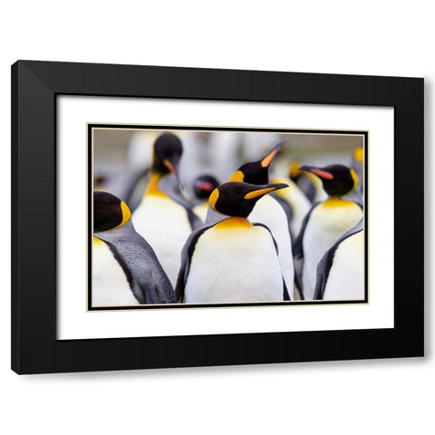 Southern Ocean-South Georgia-Portrait of a king penguin among other adults Black Modern Wood Framed Art Print with Double Matting by Goff, Ellen B.