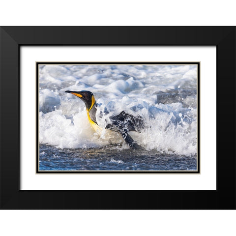 Southern Ocean-South Georgia-A king penguin surfs the waves to the shore Black Modern Wood Framed Art Print with Double Matting by Goff, Ellen B.