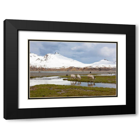 Southern Ocean-South Georgia-Fortuna Bay-reindeer-Rangifer tarandus-Reindeer Black Modern Wood Framed Art Print with Double Matting by Goff, Ellen B.