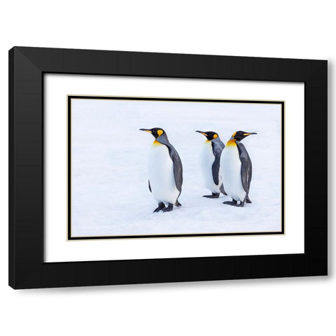 Southern Ocean-South Georgia-Portrait of king penguins in the snow Black Modern Wood Framed Art Print with Double Matting by Goff, Ellen B.