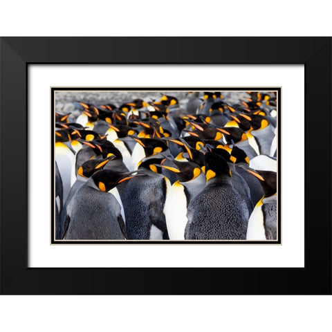 Southern Ocean-South Georgia-Picture of a group of king penguins Black Modern Wood Framed Art Print with Double Matting by Goff, Ellen B.