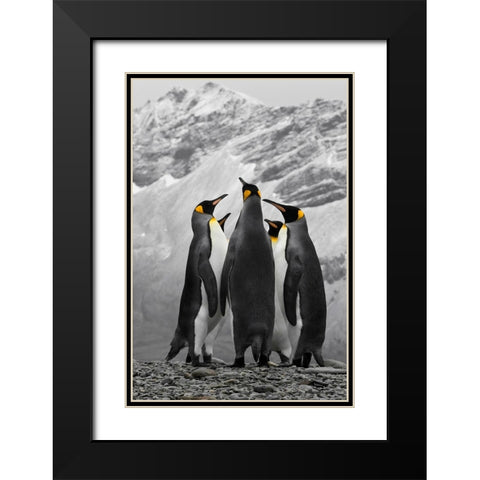 Antarctica. A conference of King Penguins. Black Modern Wood Framed Art Print with Double Matting by Muir, Janet
