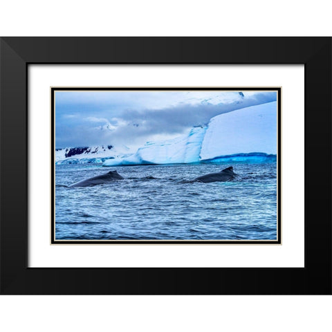 Two Humpback Baleen Whales Chasing Krill blue iceberg Floating sea water Charlotte Bay-Antarctica Black Modern Wood Framed Art Print with Double Matting by Perry, William