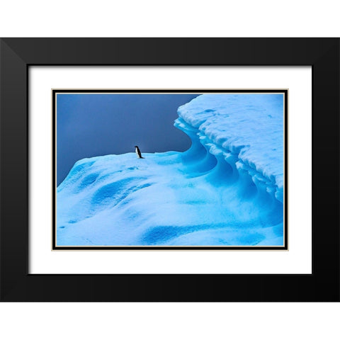 Adelie Penguin blue iceberg Charlotte Bay-Antarctica  Black Modern Wood Framed Art Print with Double Matting by Perry, William