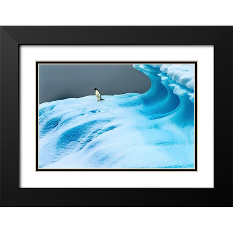 Adelie Penguin blue iceberg Charlotte Bay-Antarctica  Black Modern Wood Framed Art Print with Double Matting by Perry, William