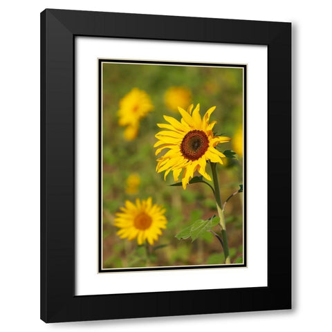 Myanmar-Inle Lake-Sunflowers Black Modern Wood Framed Art Print with Double Matting by Haseltine, Tom